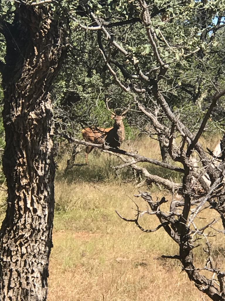 Hunter with wild boar or exotic in Chihuahua, Mexico