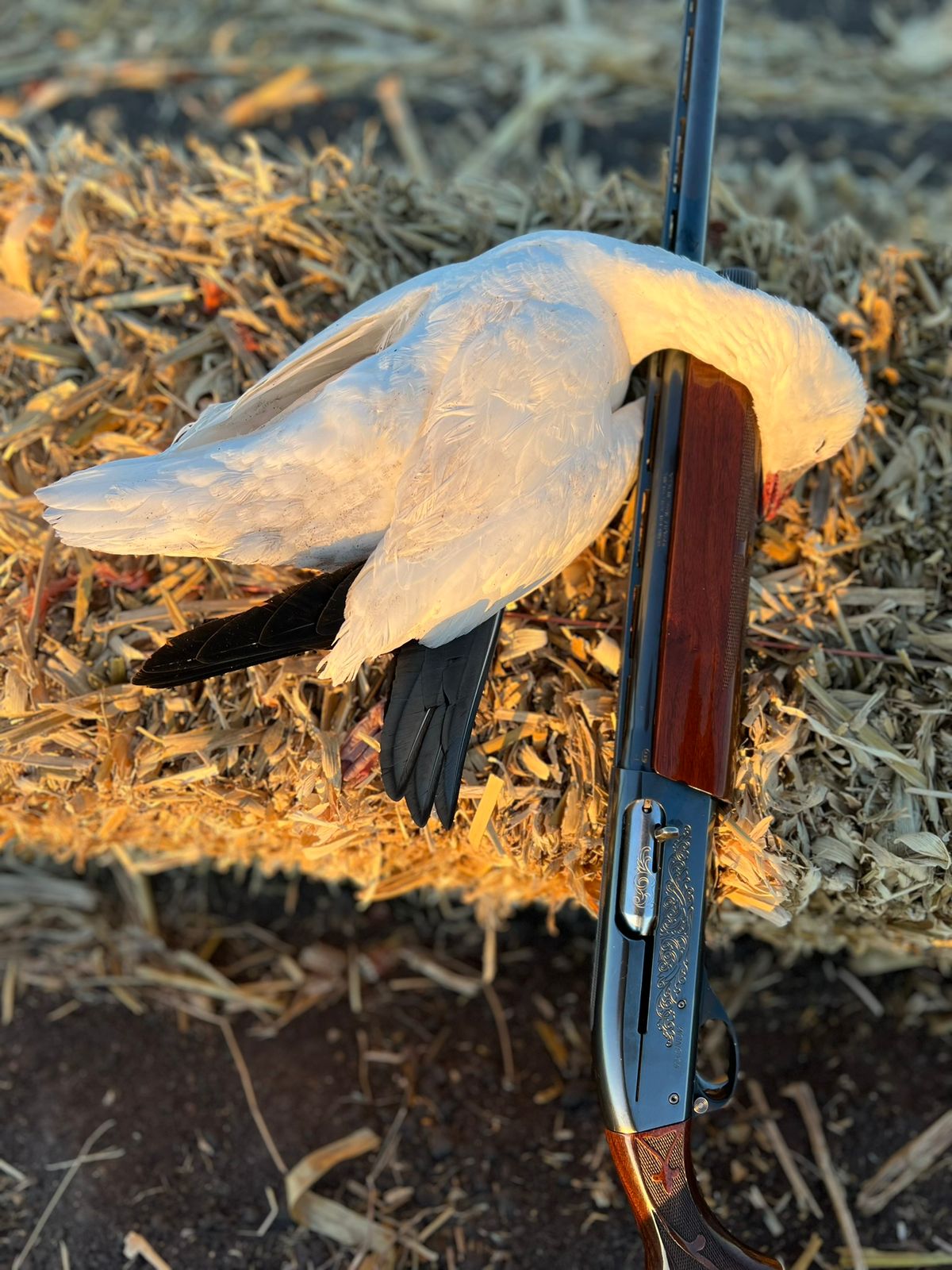 Waterfowl hunting in Chihuahua, Mexico