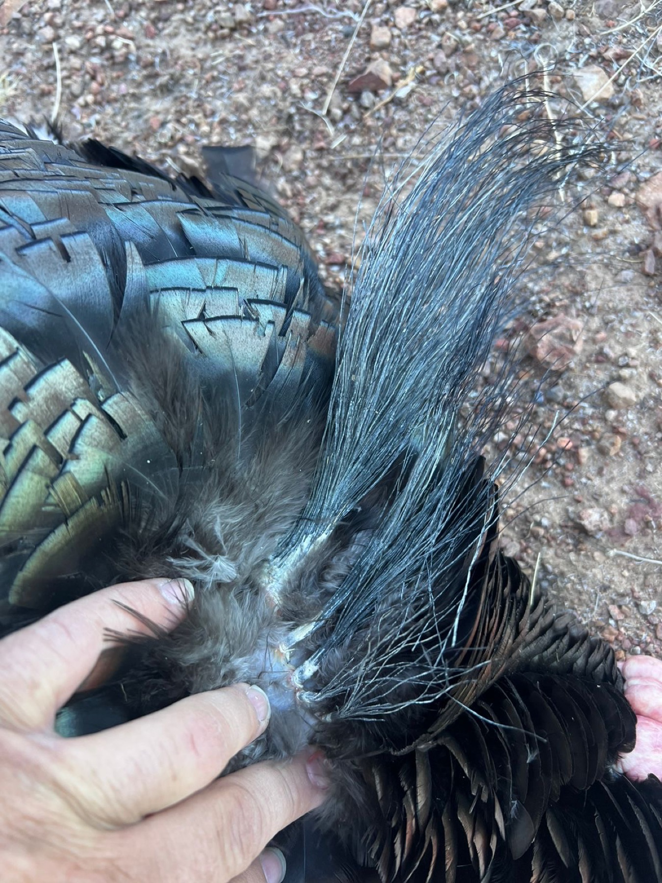 2nd-place world-record Gould's turkey — 5-bearded tom, beards in detail